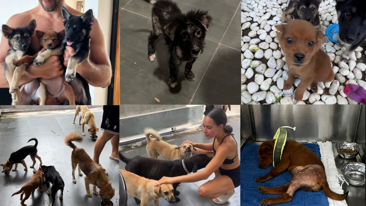 Food & Treatment for Bali Street Dogs campaign photo, 1 of 4