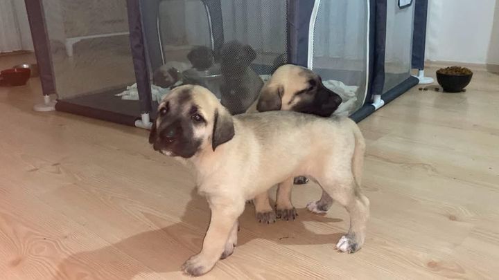 Help Rose SAVE the last puppies - please help campaign photo, 1 of 6