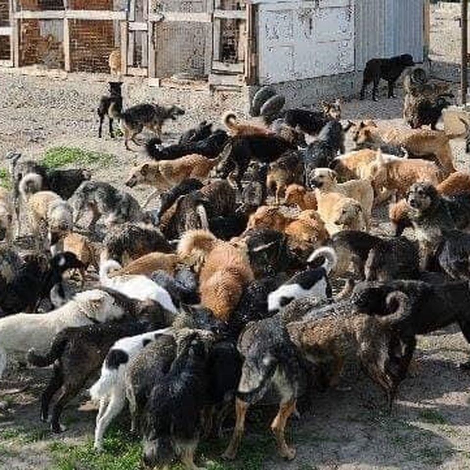 Help Marina save Ukrainian strays