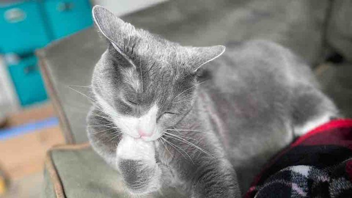 Help Save Sesame Chicken. The best boy cat in world. campaign photo, 1 of 4