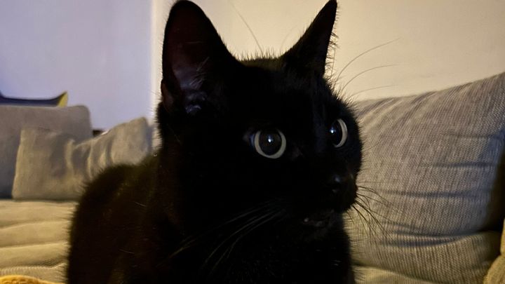 Hilfe für unseren Kater Kylo wegen akuter Zahnprobleme campaign photo, 1 of 7