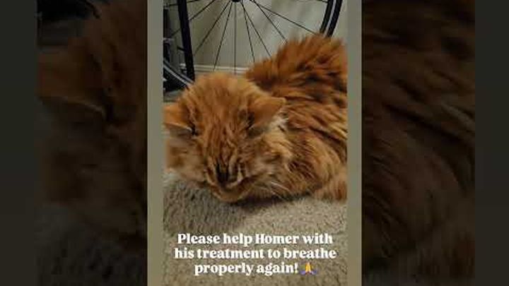Homer the cat needs your help video thumbnail, 1 of 7