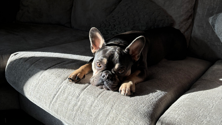 Reggie’s in need! campaign photo, 1 of 7