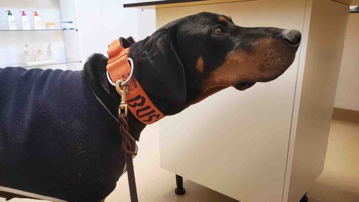 Support our rescues! Help give these rescues a second chance campaign photo, 1 of 8
