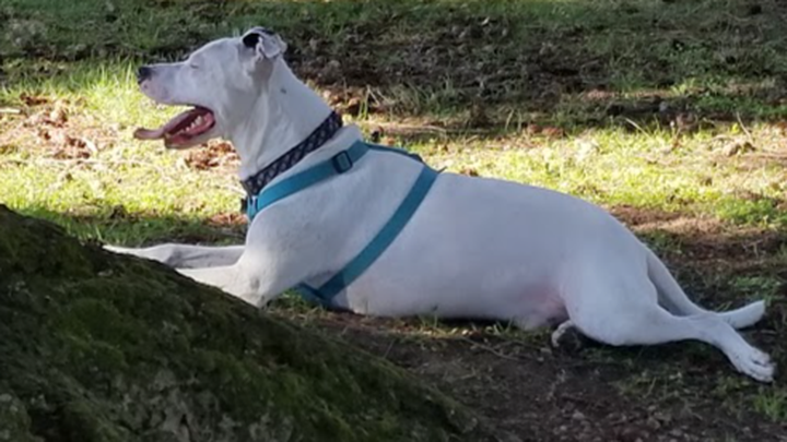 Help Cover Harley's Final Vet Costs campaign photo, 1 of 8
