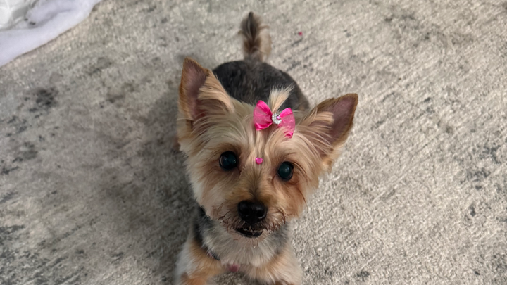 Help Save Our Sweet Lexi campaign photo, 1 of 7