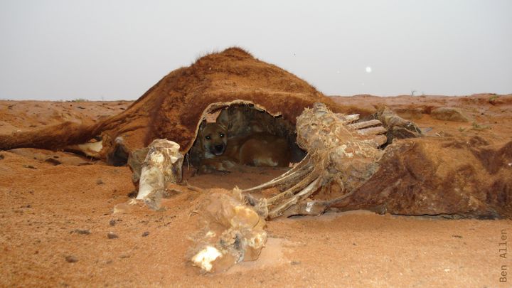 Help us rebuild the Canid Specialist Group website campaign photo, 1 of 5