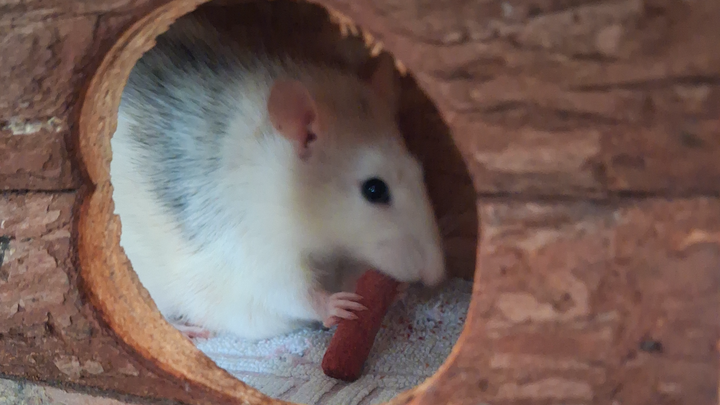 Hilfe für meine Lilly, eine Ratte mit Kämpferherz campaign photo, 1 of 6