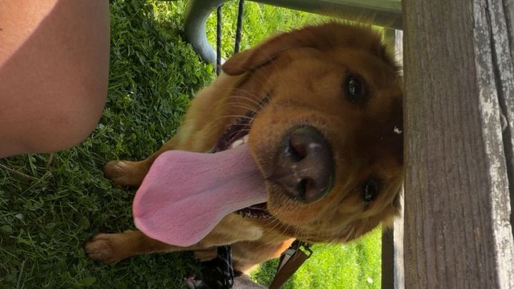 Help Puppy Light Heal After Severe Accident campaign photo, 1 of 13