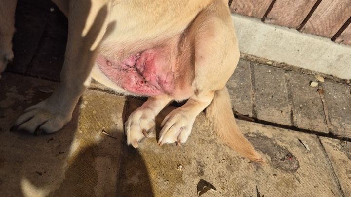 money to put the dog to sleep, she has cancer and rashes campaign photo, 1 of 5