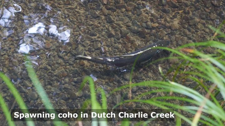 Protect the Dutch Charlie watershed campaign photo, 1 of 8