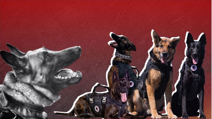 Protect Weller: Gear for My K9 Partner campaign photo, 1 of 3