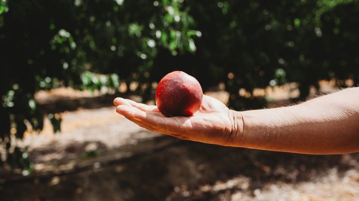 Support Cesar Mora's Fight for His Orchard campaign photo, 1 of 8