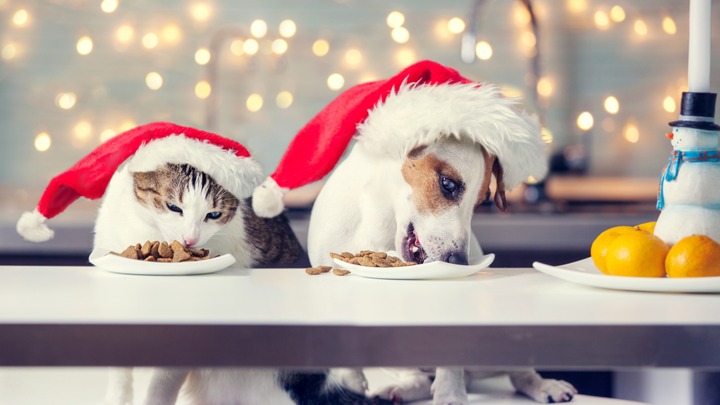 Second Harvest Pet Food Drive campaign photo, 1 of 7