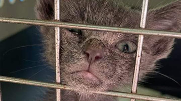 Cat Ladies of Costa Rica call for your support! campaign photo, 1 of 2