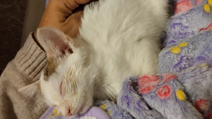 I MARMOGATTI, LA COMPAGNIA DELLE FUSA campaign photo, 1 of 7