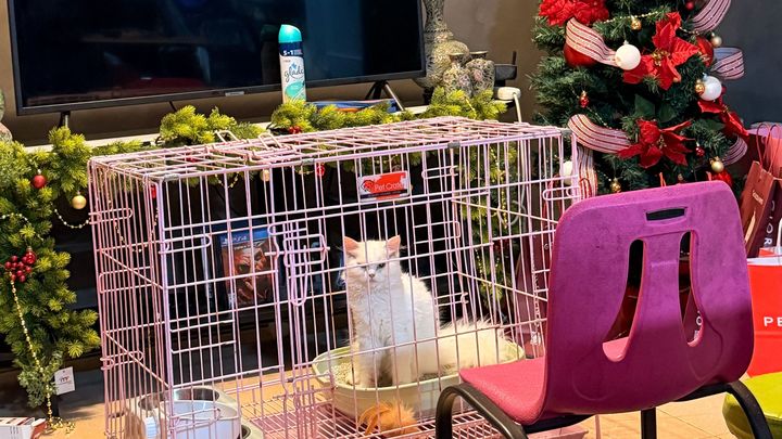 Help Ces Save Chimmy & Leo After Losing Tommy campaign photo, 1 of 7