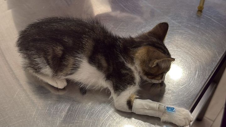 Parvovirus