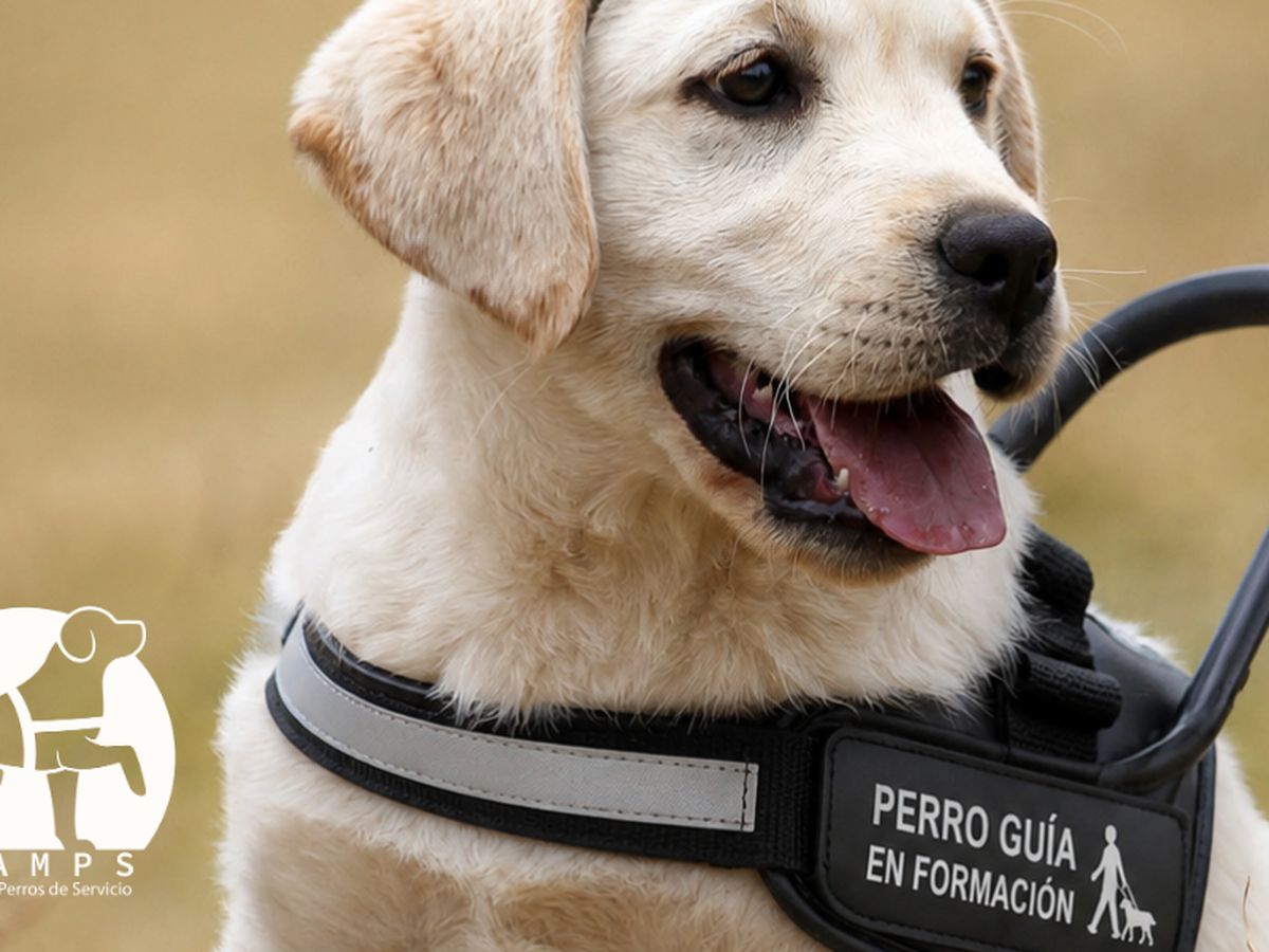 Ayúdanos a formar un perro guia y cambiar una vida campaign photo, 1 of 5
