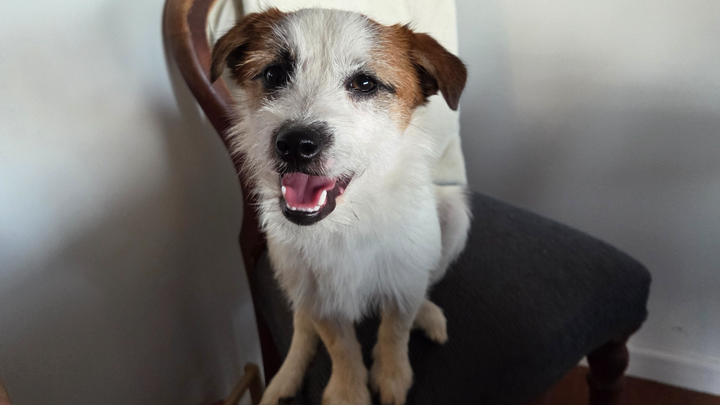 Otis' surgery campaign photo, 1 of 7