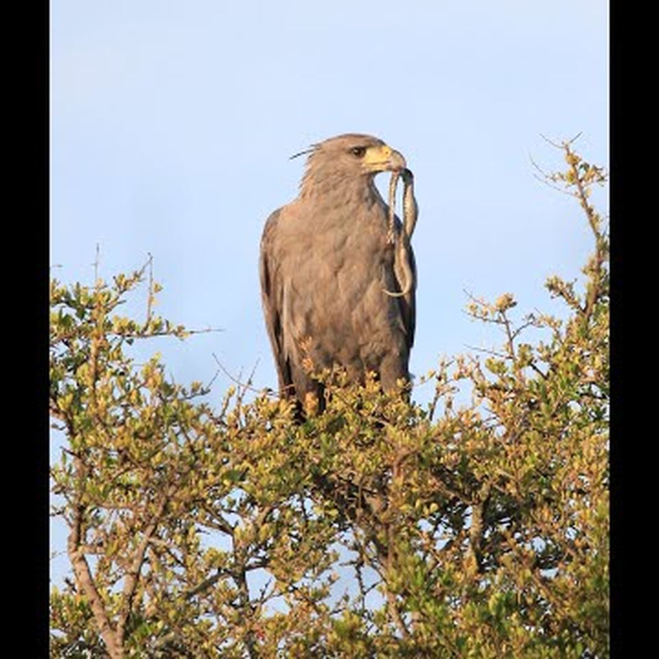 Fundraiser for Laurie Goodrich by Diego Gallego : Chaco Eagle needs help to  avoid extinction!