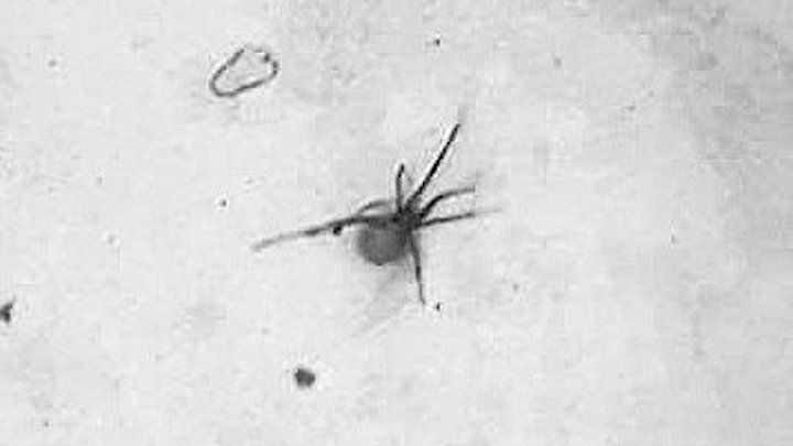 Save Sno from the Spider Invasion and Support her Streaming campaign photo, 1 of 4