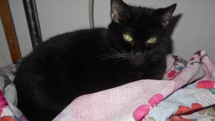 Help Metro Cat Rescue help kittens and cats in need! campaign photo, 1 of 4