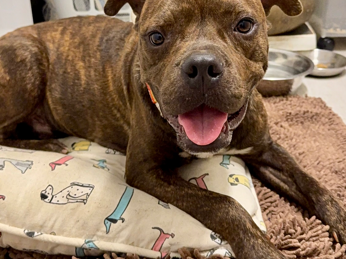 Support Homer's Journey to a Forever Home campaign photo, 1 of 5