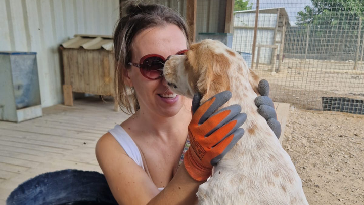 Help strayed dogs and cats in Europe to survive campaign photo, 1 of 5
