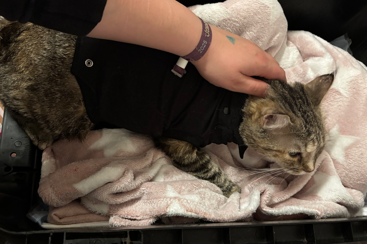 Fundraiser by Tabea Nensel : ❤️ Meine Katze Börzelchen kämpft ums Leben, ich bin Azubi u