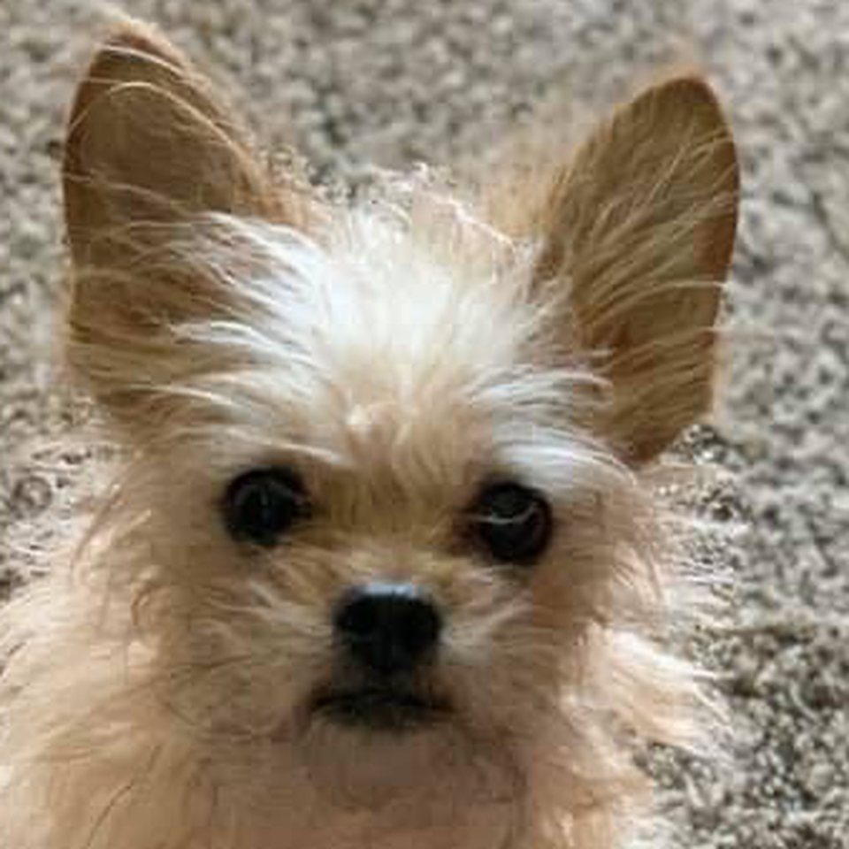 Help Dezi Keep Her Leg After Tragic Accident