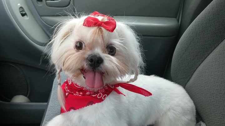 Help Bring Minnie Home campaign photo, 1 of 5