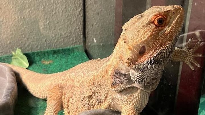 Urgent Vet Care for Adam's Bearded Dragon campaign photo, 1 of 8