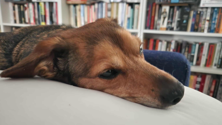 PLEASE HELP US TAKE CARE OF LOKI'S MEDICAL EXPENSES! campaign photo, 1 of 2