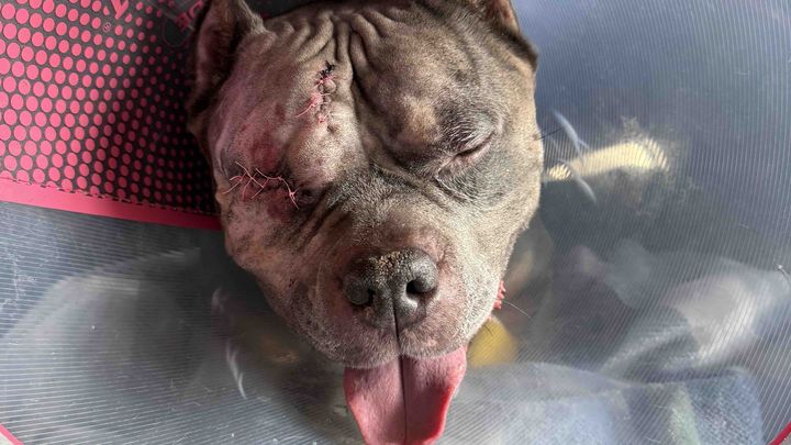 Cover medical bills for Conan’s eye and tumor removal campaign photo, 1 of 4