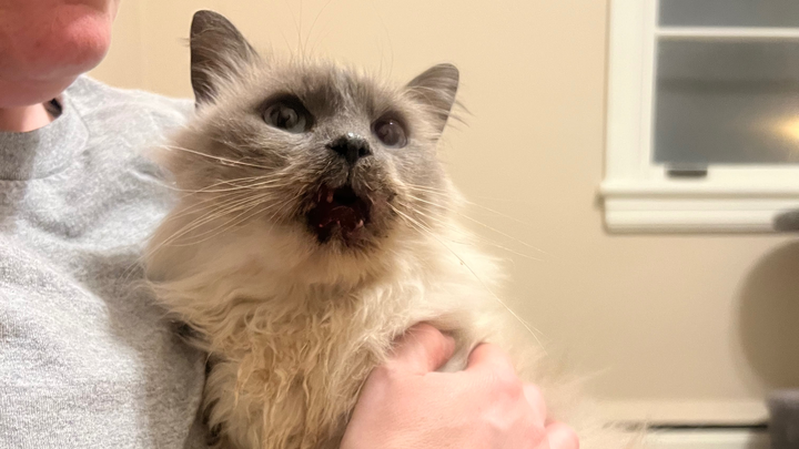 Help Mallo Get the Care He Needs campaign photo, 1 of 6