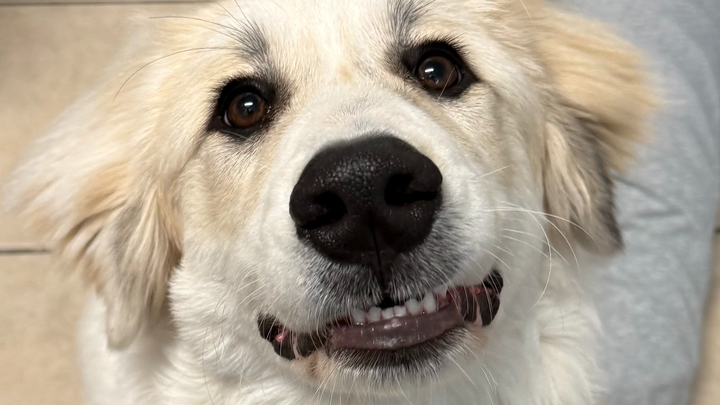 Donate to Help Save Journey and Heal a Heart campaign photo, 1 of 8