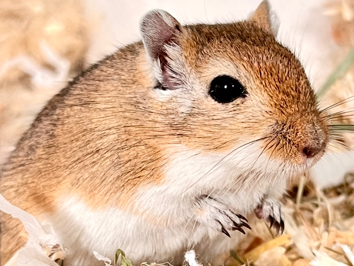 Unterstütze die kleine Jinkx-Maus campaign photo, 1 of 7