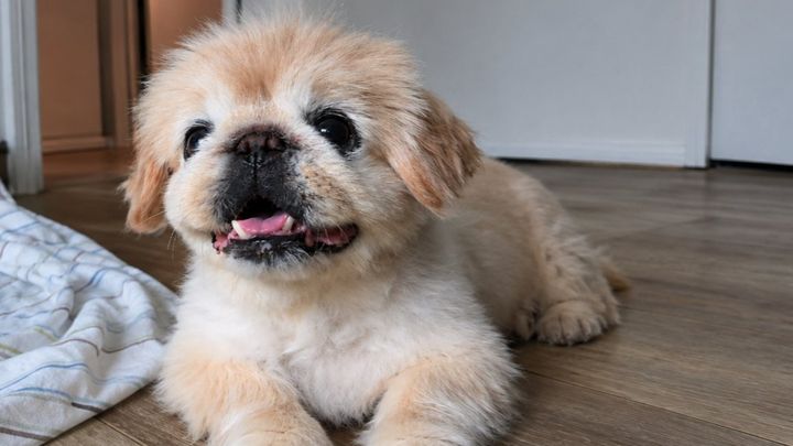 Help Mochi Get Vet Care After Finding Tumor campaign photo, 1 of 8