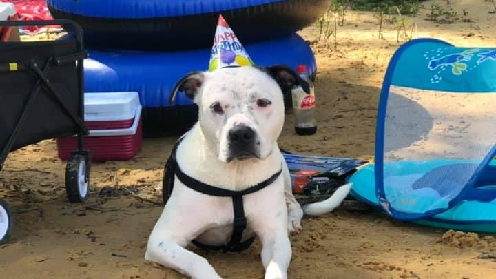 Save Bailey— time is running out!!! campaign photo, 1 of 6
