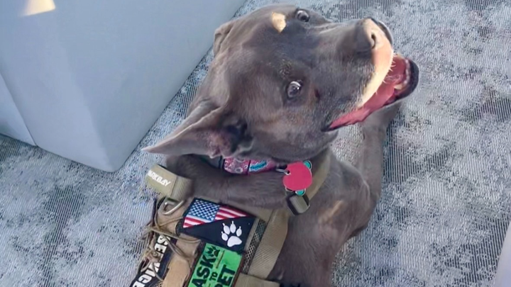 Veteran Seeking Help for Retired Service Dog campaign photo, 1 of 8