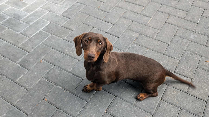 HELP SECURE THE FUTURE OF STRAY DOGS campaign photo, 1 of 8