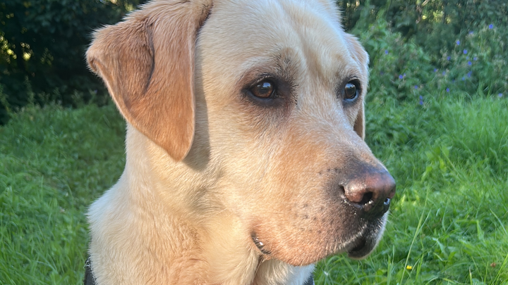 Help Spino See Again – Cataract Surgery Fund campaign photo, 1 of 5