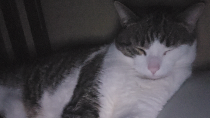 Assist with Luna's Vet and Cremation Costs campaign photo, 1 of 5