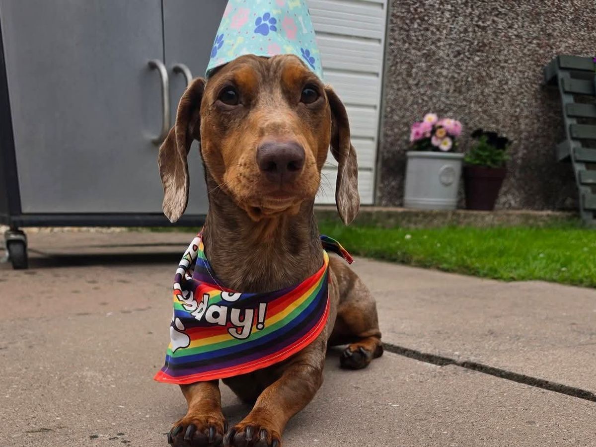 Fundraiser by Tina Hall : Beans the sausage dog needed emergency back ...