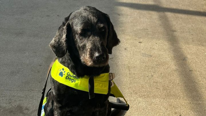 Retired shops seeing eye dogs