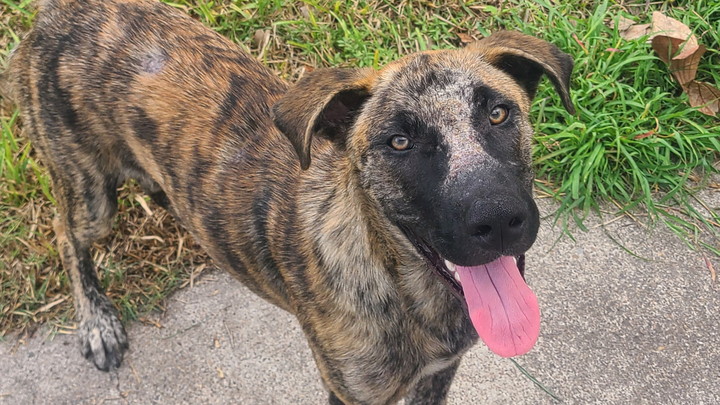Save This Sweet Boy from Euthanasia campaign photo, 1 of 8