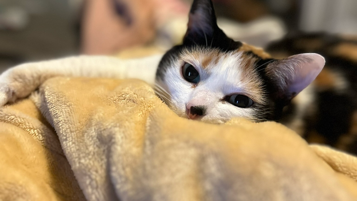 Wilma’s Surgery campaign photo, 1 of 7