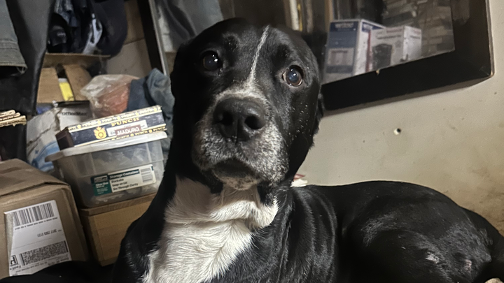 Urgent Care for Buddy's Injured Leg campaign photo, 1 of 3