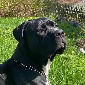 GoFundMe profile picture for @tony